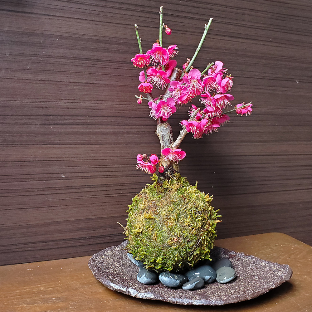 苔玉 盆栽 梅 香り高い 紅花 ウメ 紅梅 こうばい くらま器セット