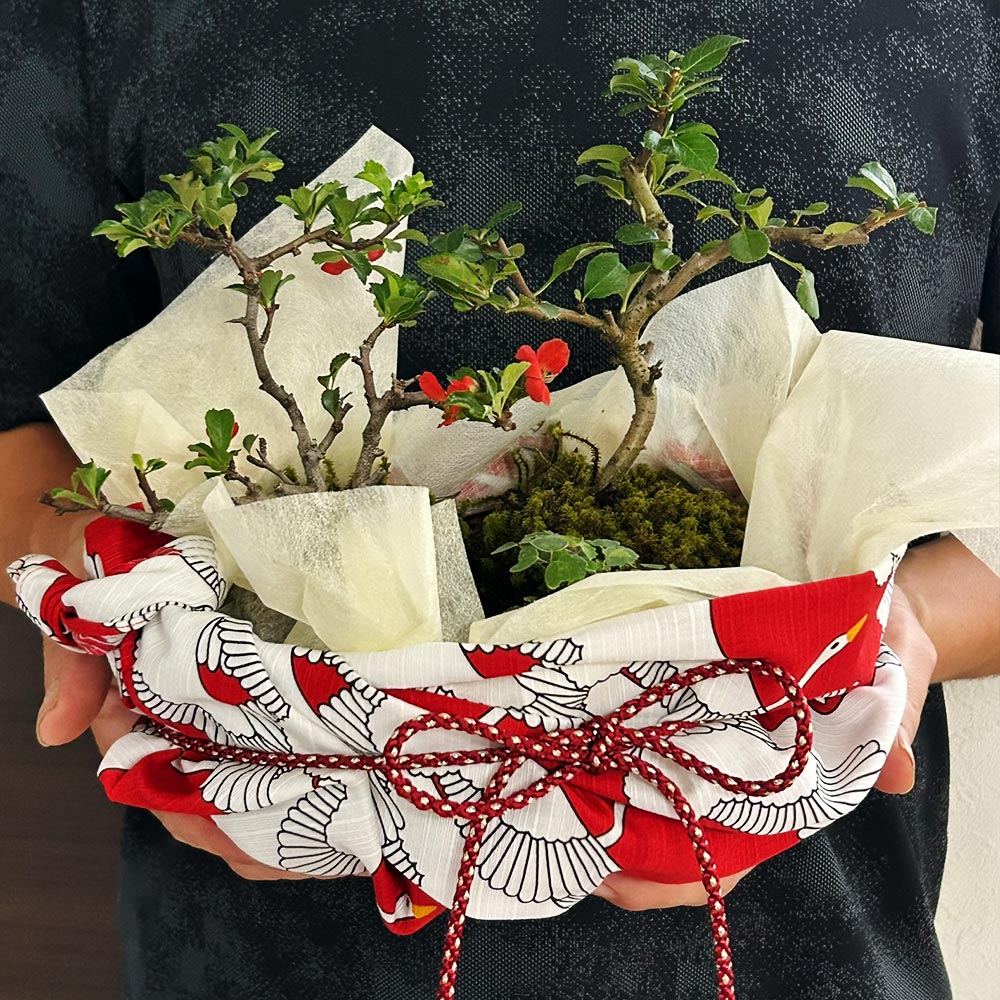 紅白長寿梅