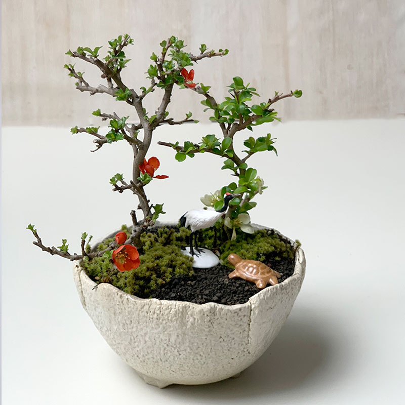 長寿梅の寄せ植え盆栽
