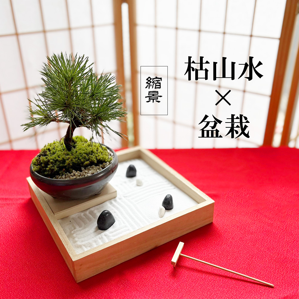 枯山水盆栽セット 枯山水 玉砂利 小サイズ + 黒松 盆栽 万古焼 くろ