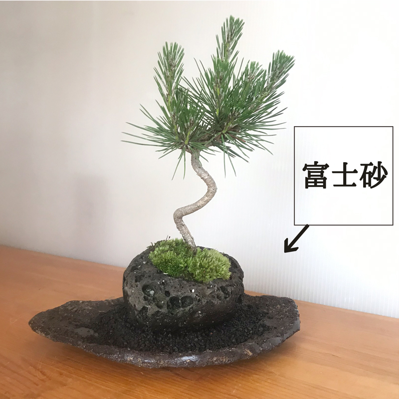 日本を代表 松 盆栽 黒松 くろまつ 盆栽 軽石鉢 くらま岩器セット 
