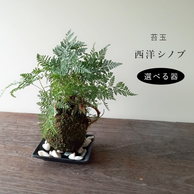 苔玉 盆栽 太い根茎 涼しげな葉 魅力的 シダ植物 シノブ 苔玉 器 セット しのぶ しだ こけだま コケダマ こけ玉 黒備前 :  kokedama850 : みどり屋 和草(にこぐさ) - 通販 - Yahoo!ショッピング