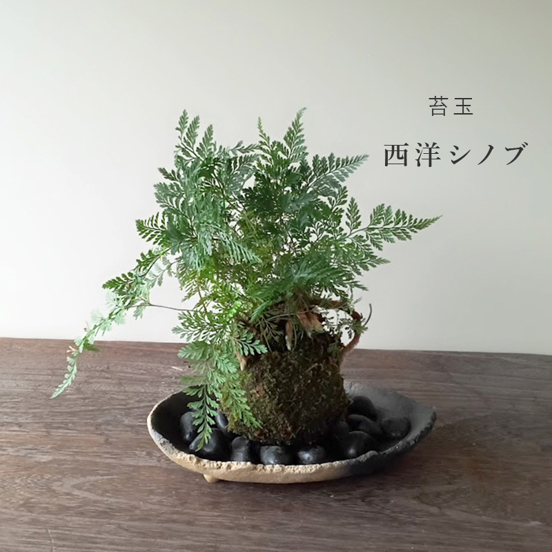 苔玉 盆栽 太い根茎 涼しげな葉 魅力的 シダ植物 シノブ 苔玉 炭化焼き締め器 セット しのぶ しだ こけだま コケダマ こけ玉