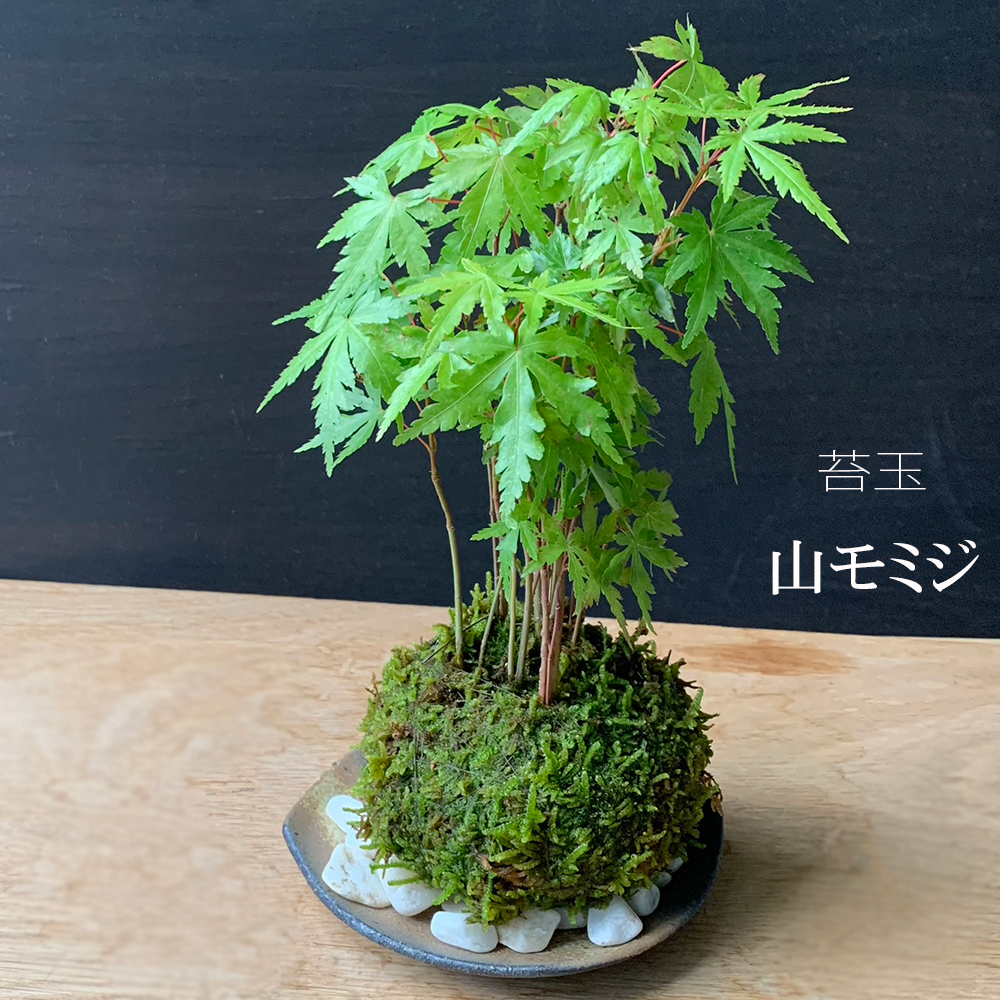 苔玉 盆栽 送料無料 春に新芽 秋に紅葉 山紅葉 ヤマモミジ 苔玉 黒備前器セット モミジ もみじ