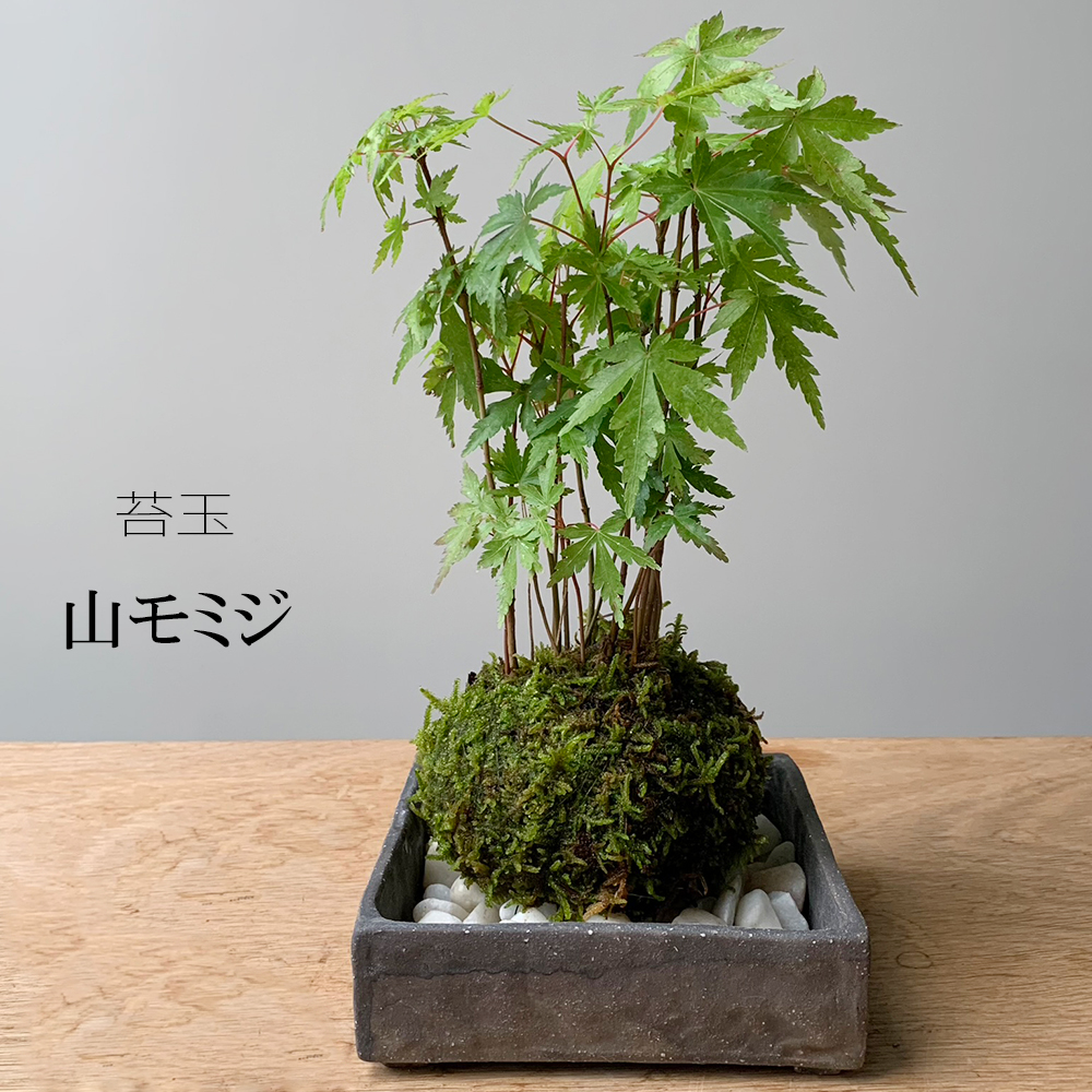 苔玉 盆栽 植木の人気商品・通販・価格比較 - 価格.com