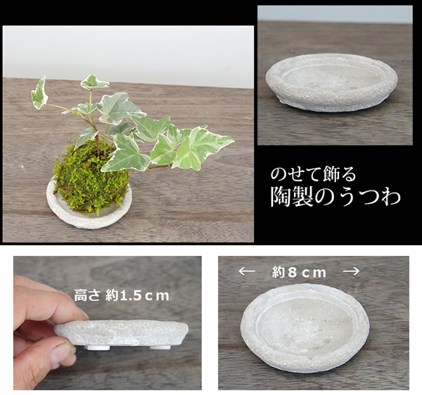 長寿梅