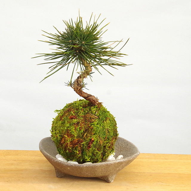 ヤマモミジの苔玉