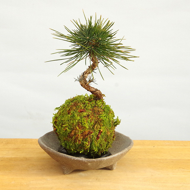ヤマモミジの苔玉