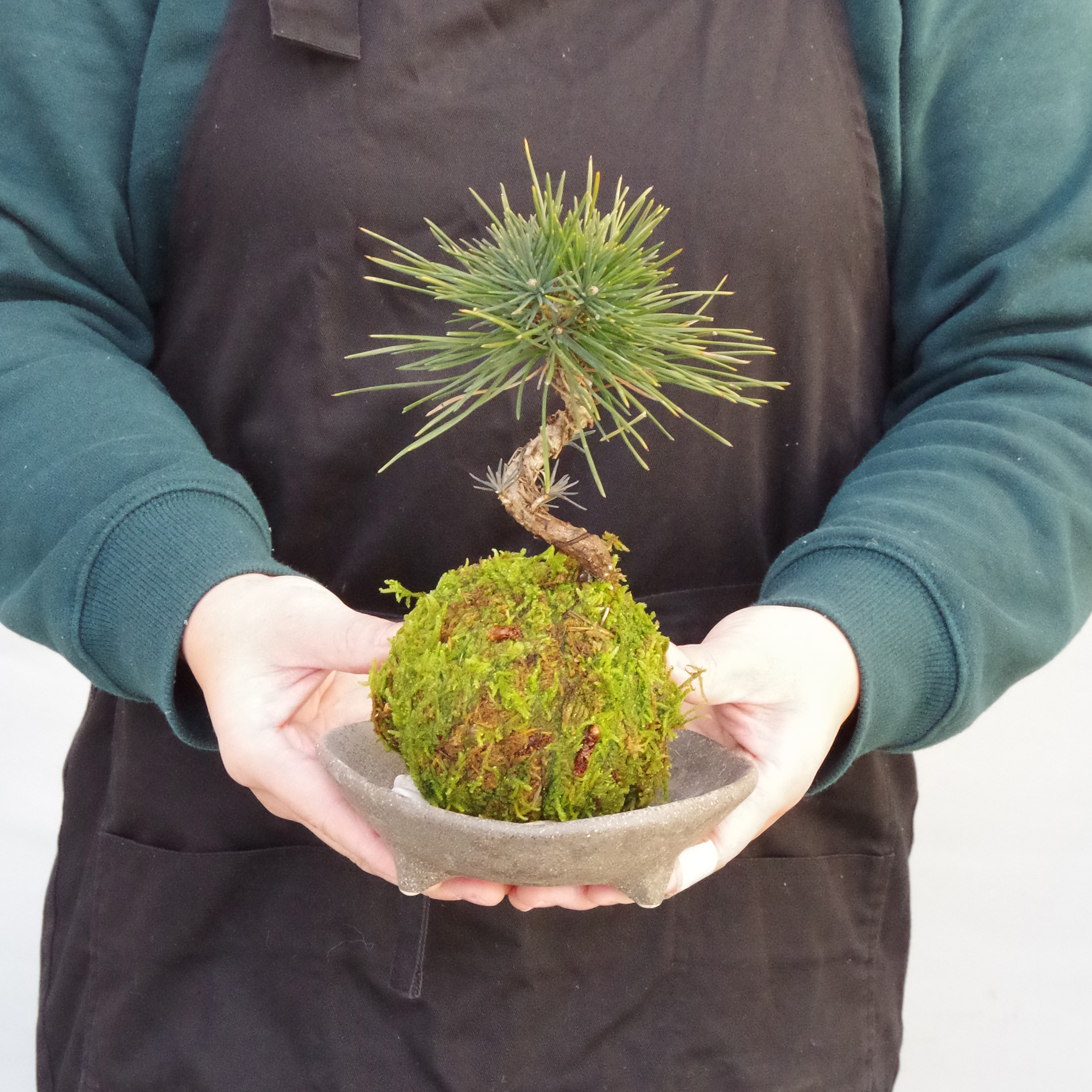 ヤマモミジの苔玉