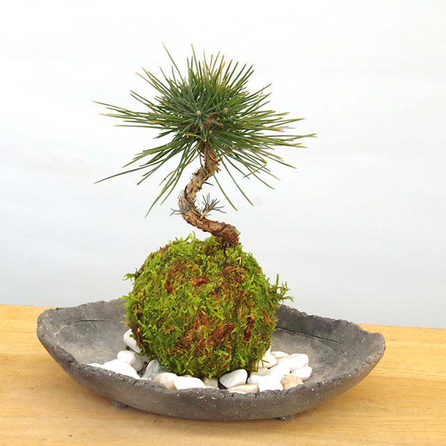 苔玉 盆栽 温かみを感じる モダン 黒松の苔玉 炭化焼き締め器セット