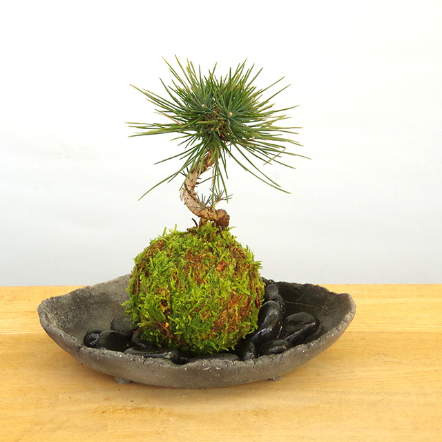 苔玉 盆栽 温かみを感じる モダン 黒松の苔玉 炭化焼き締め器セット