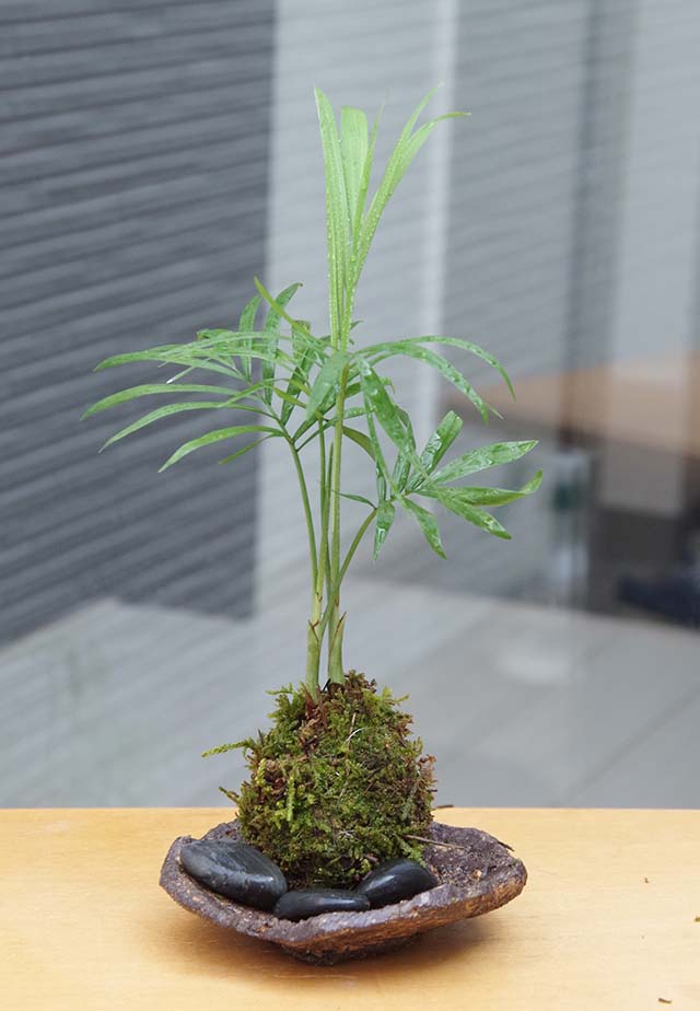 ガジュマル