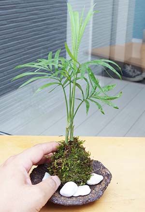 ガジュマル