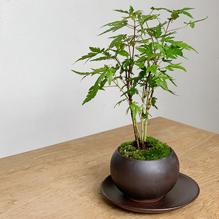 豊富な商品から momijimyubc.jpg その他観葉植物
