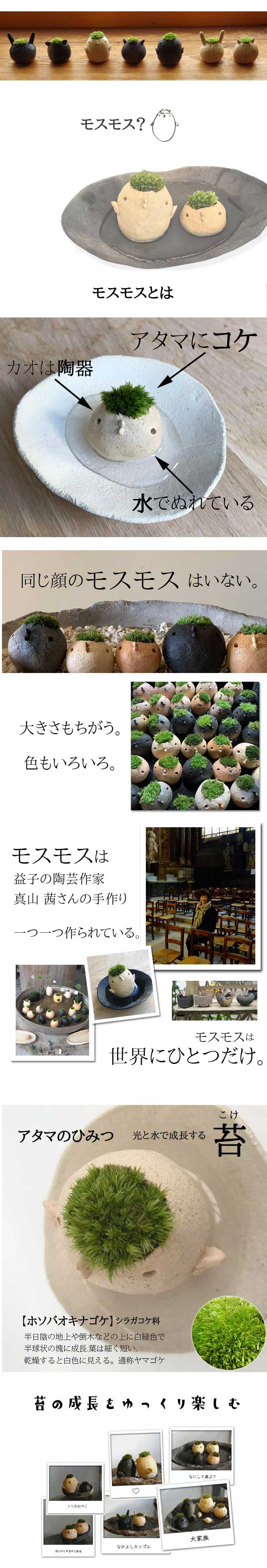 コケテラリウム モスモス