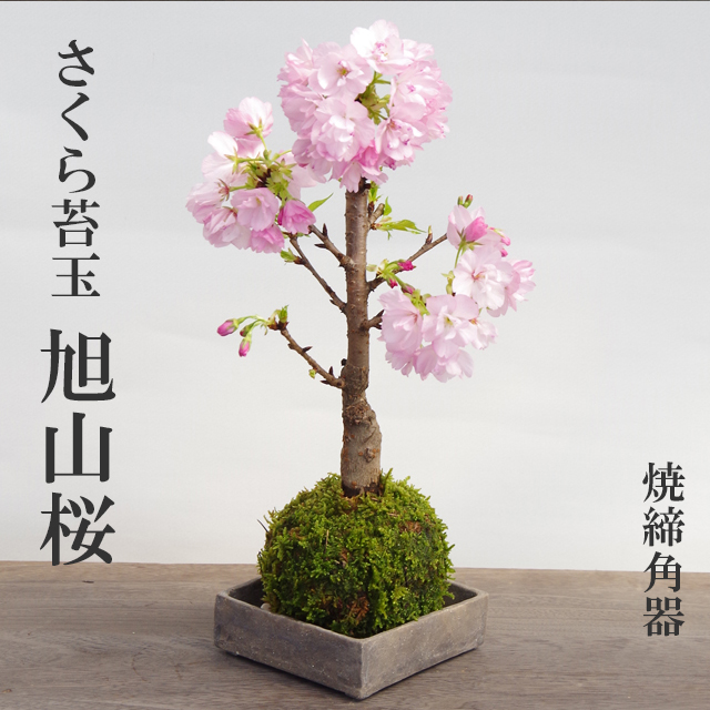 石木花｜旭山桜：受け皿セット【送料無料】 - 石木花(セキボッカ
