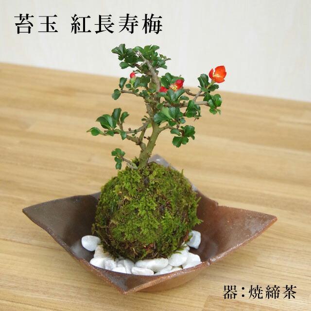 苔玉 盆栽 四季咲き 紅長寿梅 ベニチョウジュバイ の苔玉 焼締茶器 敷石セット  チョウジュバイ ちょうじゅばい