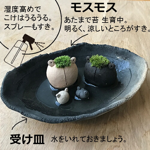 コケテラリウム モスモス