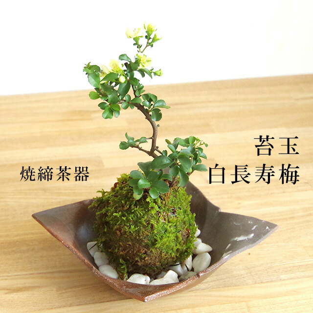 割引クーポン 苔玉 盆栽 四季咲き 紅長寿梅 ベニチョウジュバイ の苔玉 くらま岩器 敷石セット チョウジュバイ ちょうじゅばい 