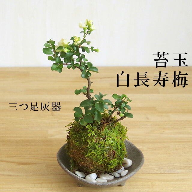 植木 盆栽 梅 苔玉の人気商品・通販・価格比較 - 価格.com