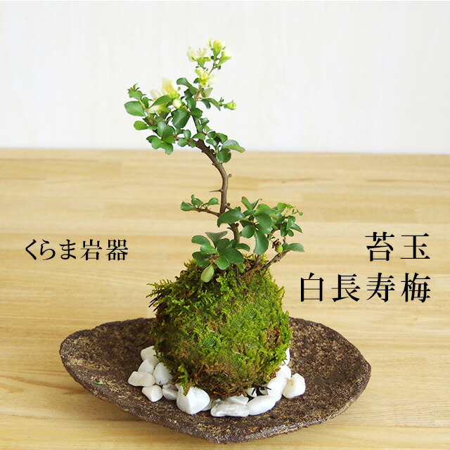 現在花なし 苔玉 白長寿梅 シロチョウジュバイ 苔玉 くらま岩器 敷石セット チョウジュバイ ちょうじゅばい 苔玉 こけだま コケダマ :  sirotyouzyubaikokekurama : みどり屋 和草(にこぐさ) - 通販 - Yahoo!ショッピング