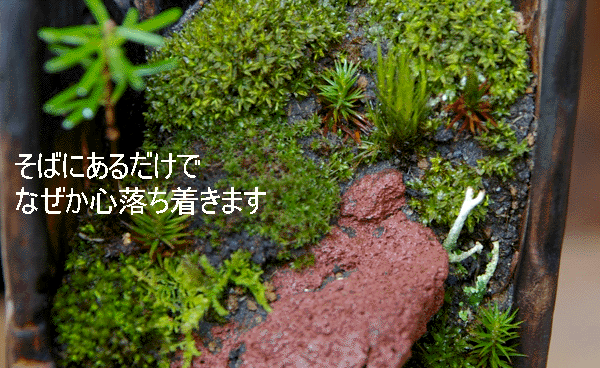 苔（植物）