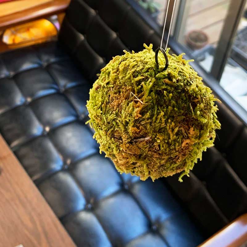人気ランキング1位～（売れ筋商品） 置いたり 吊るしたり 盆栽 苔玉 ふんわり BALL MOSS やさしい その他観葉植物