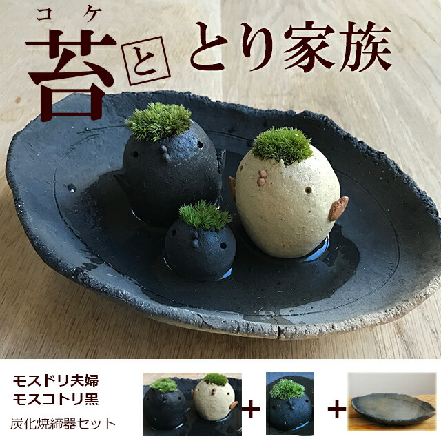 コケテラリウム モスモス