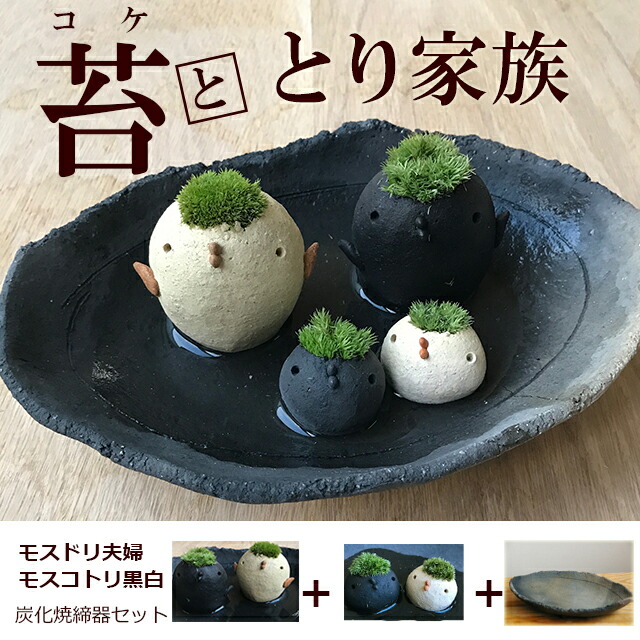 コケテラリウム モスモス