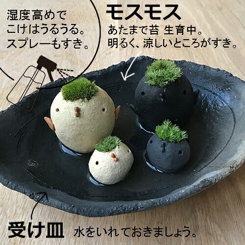 コケテラリウム モスモス