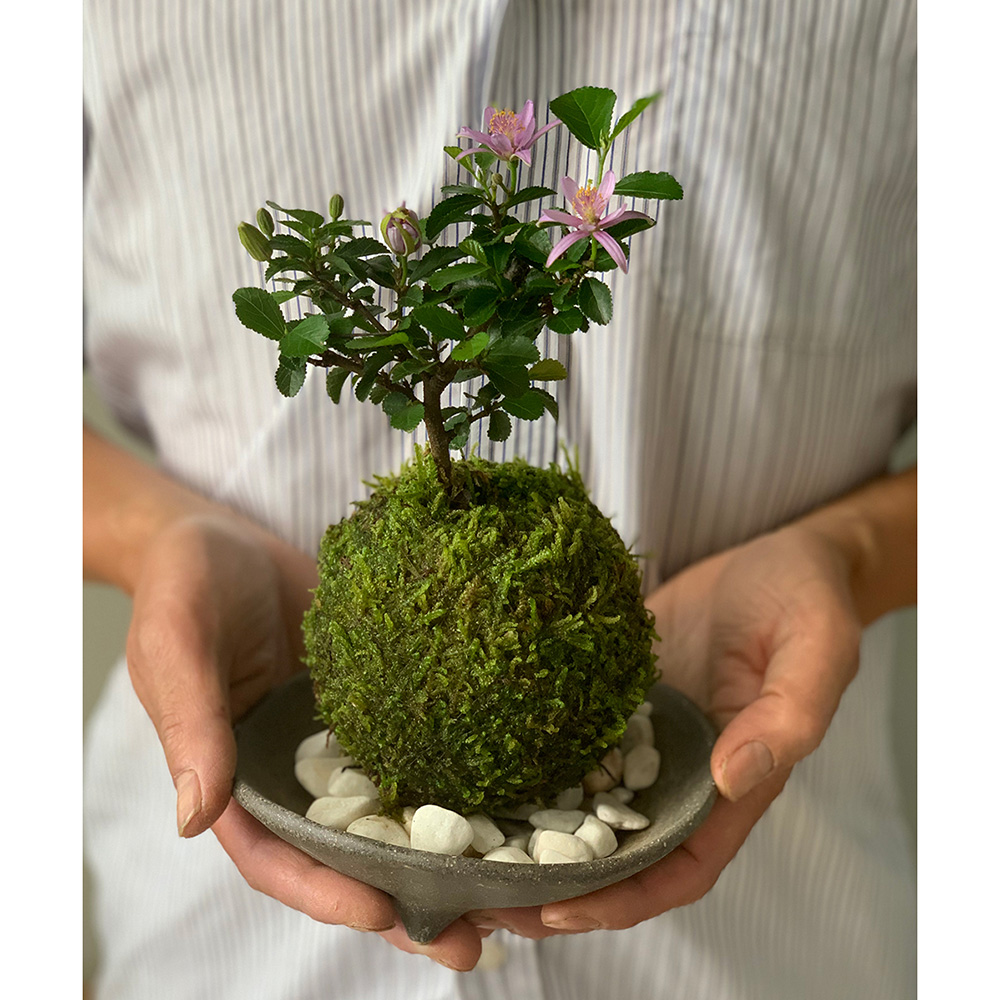 睡蓮木(スイレンボク)の苔玉