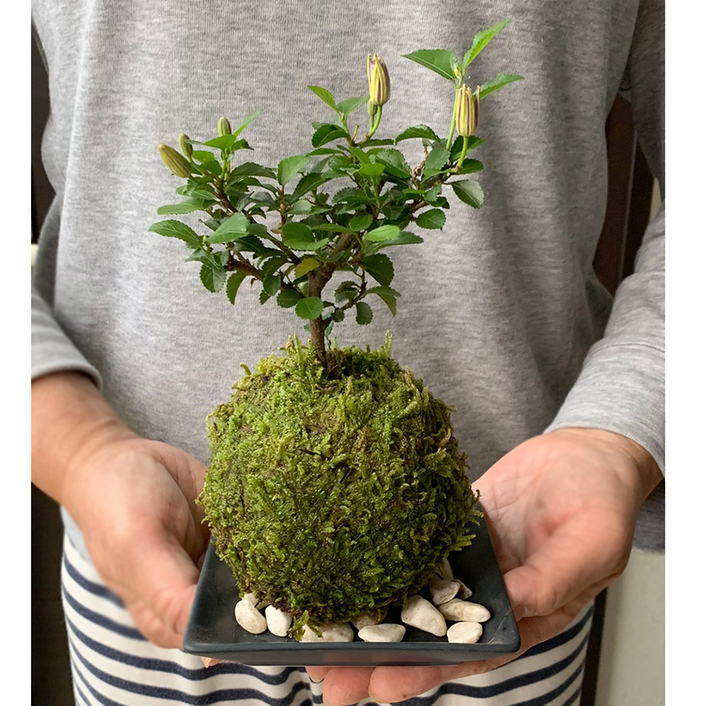 睡蓮木（スイレンボク）の苔玉