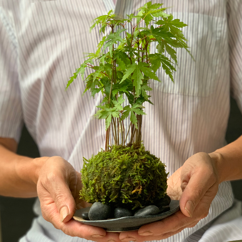 苔玉 盆栽 送料無料 春に新芽 秋に紅葉 山紅葉 ヤマモミジ 苔玉 黒備前器セット モミジ もみじ