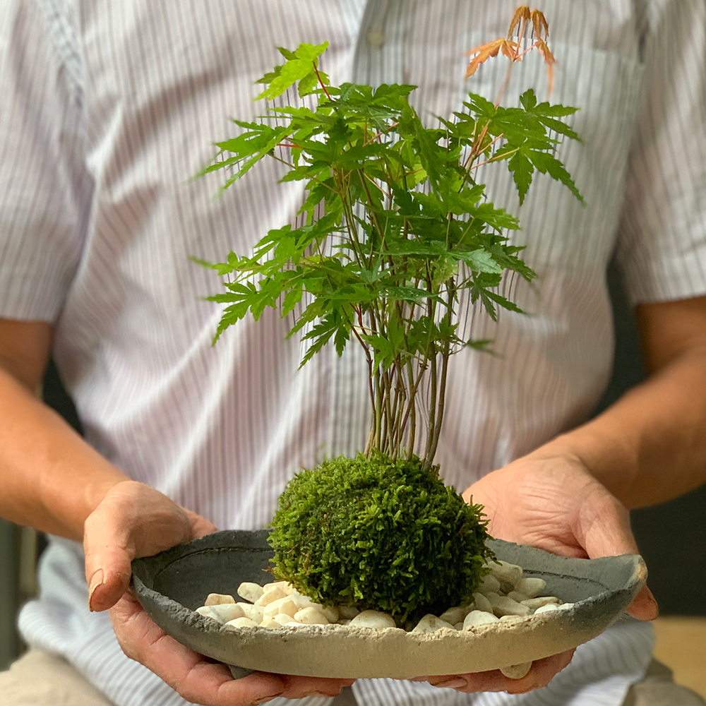 盆栽 『モミジ』 紅葉 苔 インテリア 観葉植物 ガーデニング 送料無料 252 苔玉 盆栽 春に新芽 秋に紅葉 山モミジ 炭化焼締器 敷石 セット 紅葉