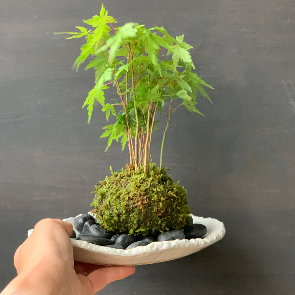 ヤマモミジの苔玉