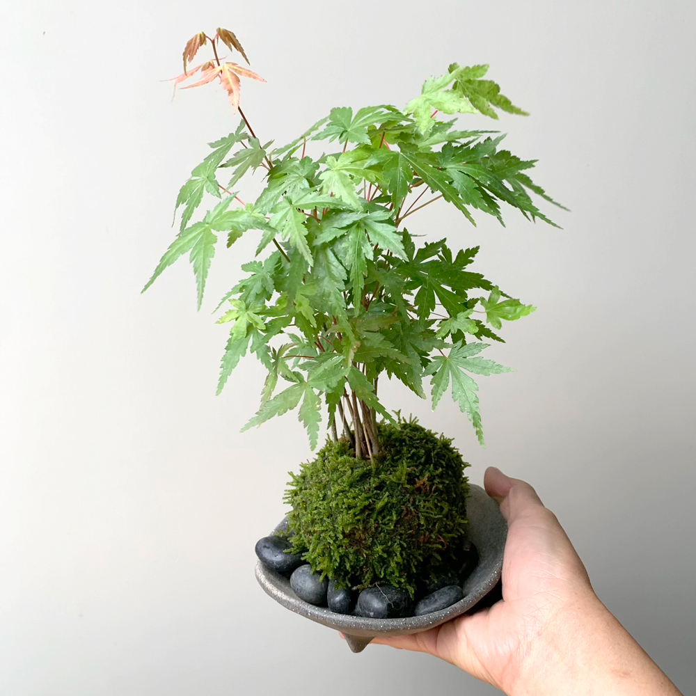 苔玉 盆栽 春に新芽 秋に紅葉 山モミジ 三つ足灰器 敷石 セット