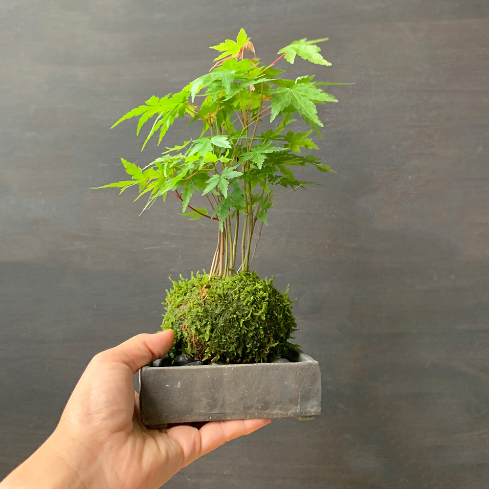 苔玉 盆栽 春に新芽 秋に紅葉 山モミジ 苔玉 焼締角器 敷石 モミジ もみじセット 紅葉 モミジ もみじ