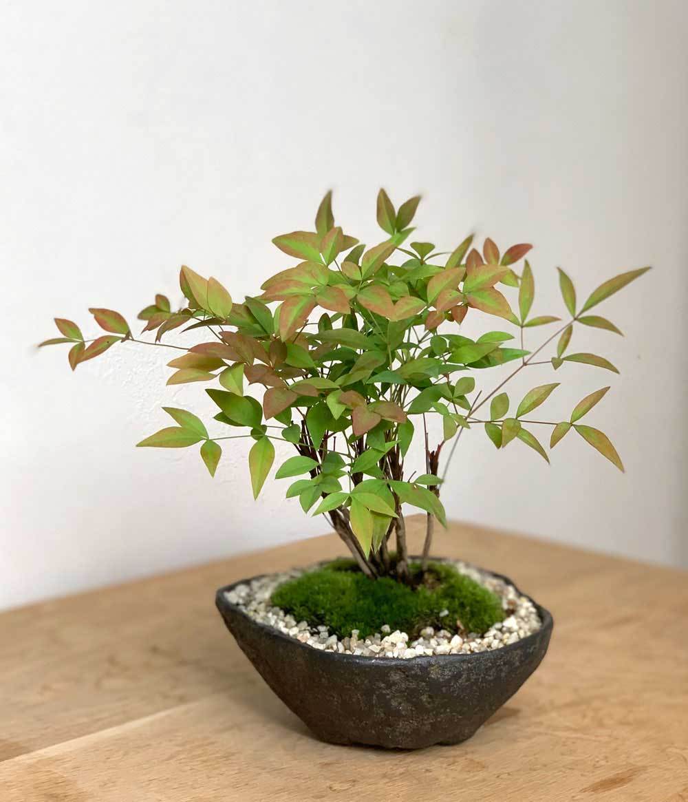 盆栽キット