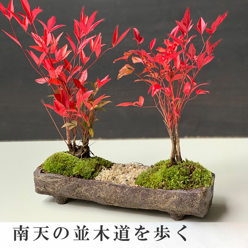送料無料いにしえの和をお届けします 南天盆栽 くらま岩風長方鉢  ナンテン 縁起物 難を転ずる なんてん ぼんさい