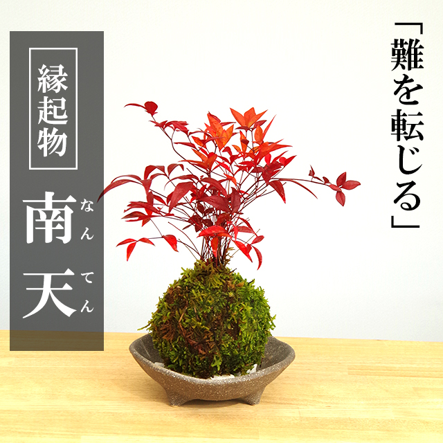 南天