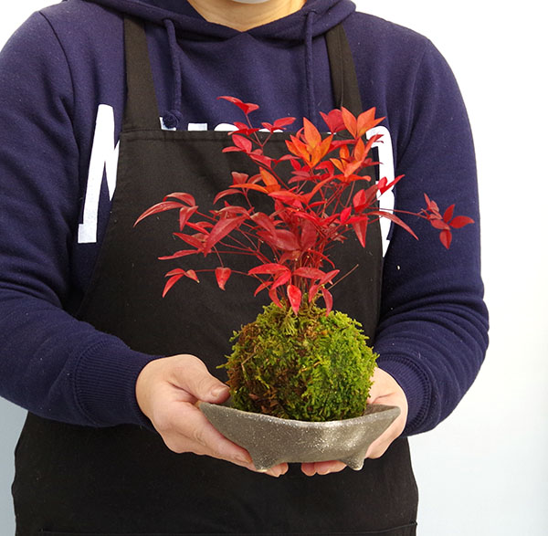 南天苔玉