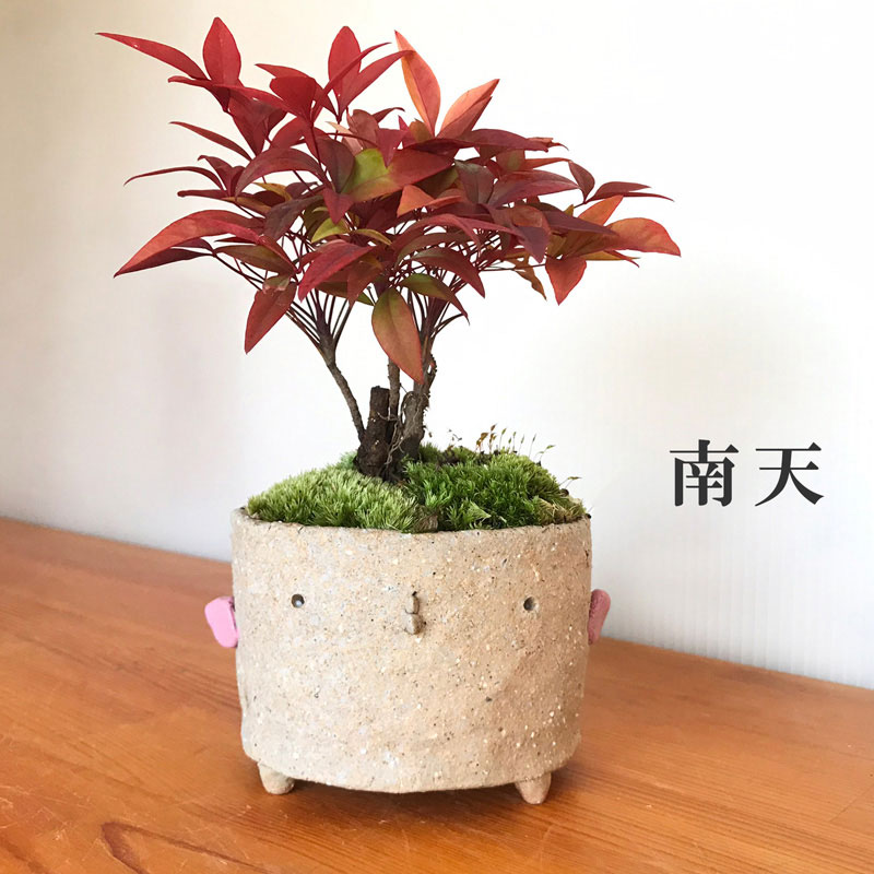 盆栽 送料無料 ナンテン 盆栽 真山茜 炭化焼締トリ鉢 なんてん ぼん