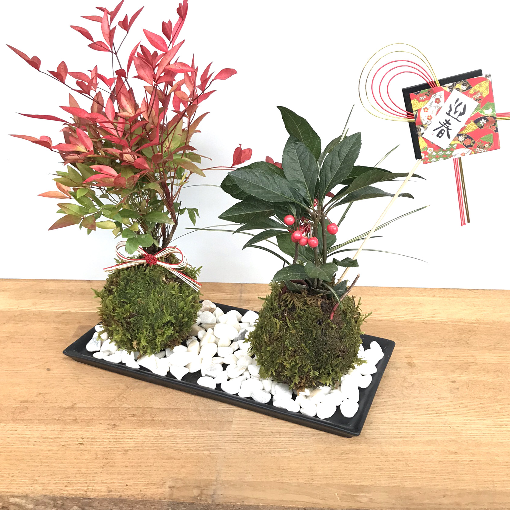 迎春 苔玉 お正月 飾り 十両 ヤブコウジ 南天 陶器長方受皿 水引き