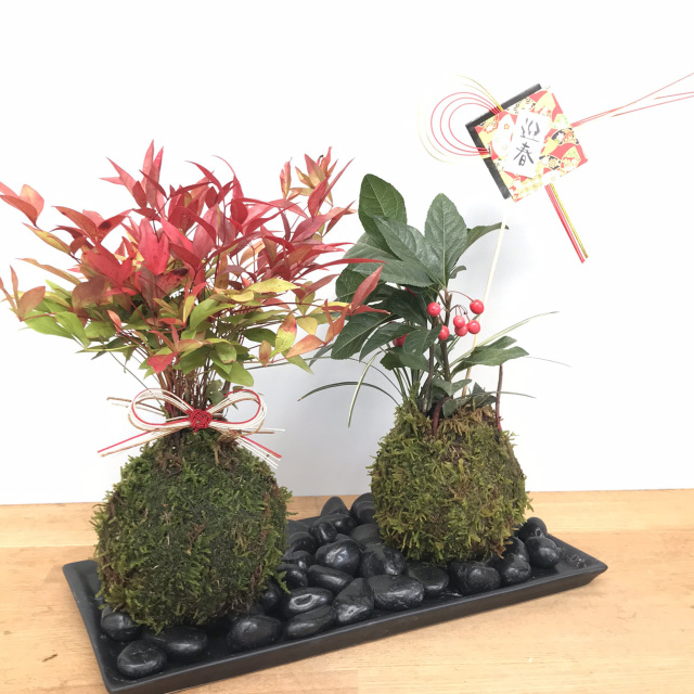 迎春 苔玉 お正月 飾り 十両 ヤブコウジ 南天 陶器長方受皿 水引き
