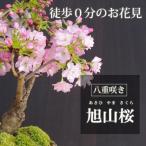 2024年開花終了 苔玉 盆栽 送料無料 桜 ...の詳細画像5