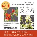 苔玉 盆栽 四季咲き 紅長寿梅 ベニチョウジュ...の詳細画像3