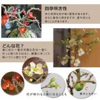 苔玉 盆栽 四季咲き 紅長寿梅 ベニチョウジュ...の詳細画像4