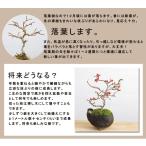 苔玉 盆栽 四季咲き 紅長寿梅 ベニチョウジュ...の詳細画像5