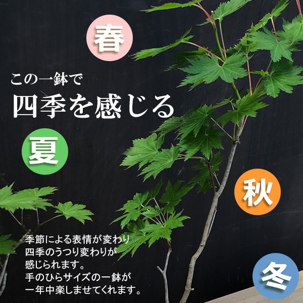 もみじ