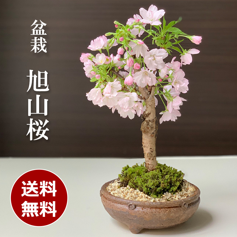 植木 盆栽 山桜の人気商品・通販・価格比較 - 価格.com